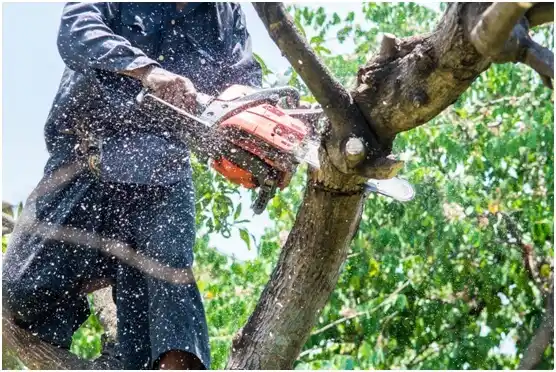 tree services Bear River